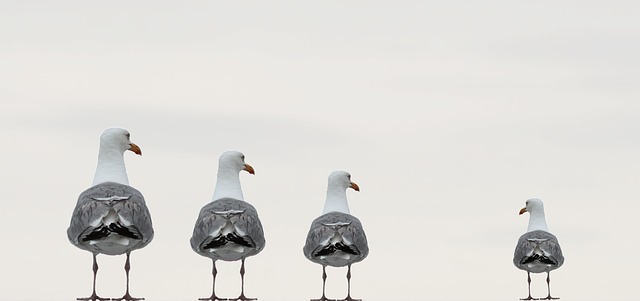 https://pixabay.com/de/m%C3%B6wen-spa%C3%9Ffoto-composing-2662550/